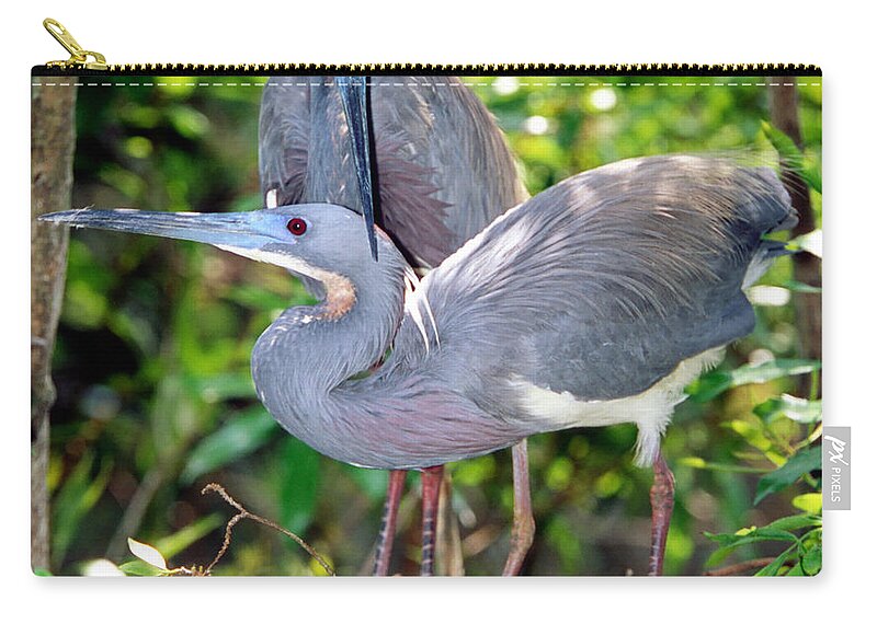 Animal Zip Pouch featuring the photograph Tricolor Heron Adults In Breeding #1 by Millard H. Sharp