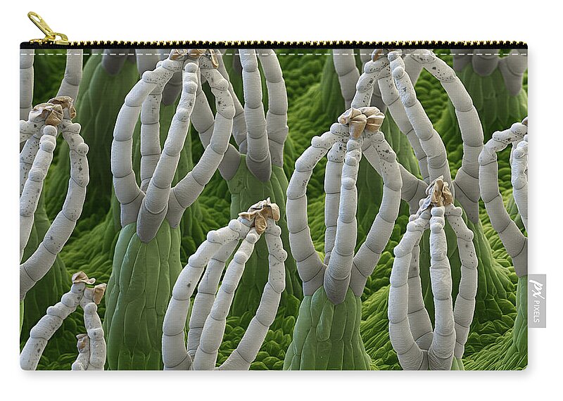 Salvinia Natans Zip Pouch featuring the photograph Water Fern, Salvinia Natans, Sem #1 by Eye of Science