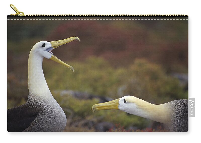 Feb0514 Zip Pouch featuring the photograph Waved Albatross Courtship Display #1 by Tui De Roy