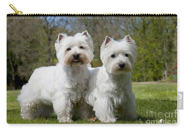 Dog Zip Pouch featuring the photograph West Highland White Terriers #1 by John Daniels