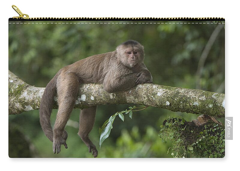 Pete Oxford Zip Pouch featuring the photograph White-fronted Capuchin Puerto by Pete Oxford