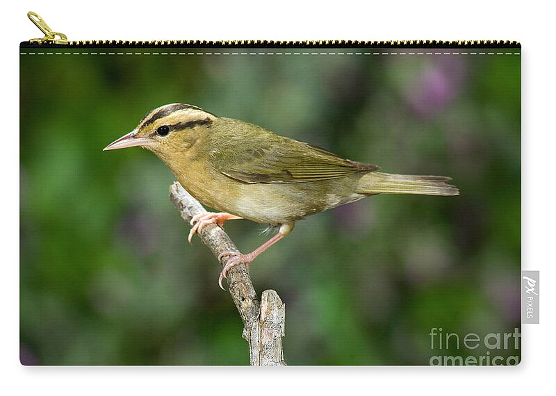 Animals Zip Pouch featuring the photograph Worm-eating Warbler #1 by Anthony Mercieca