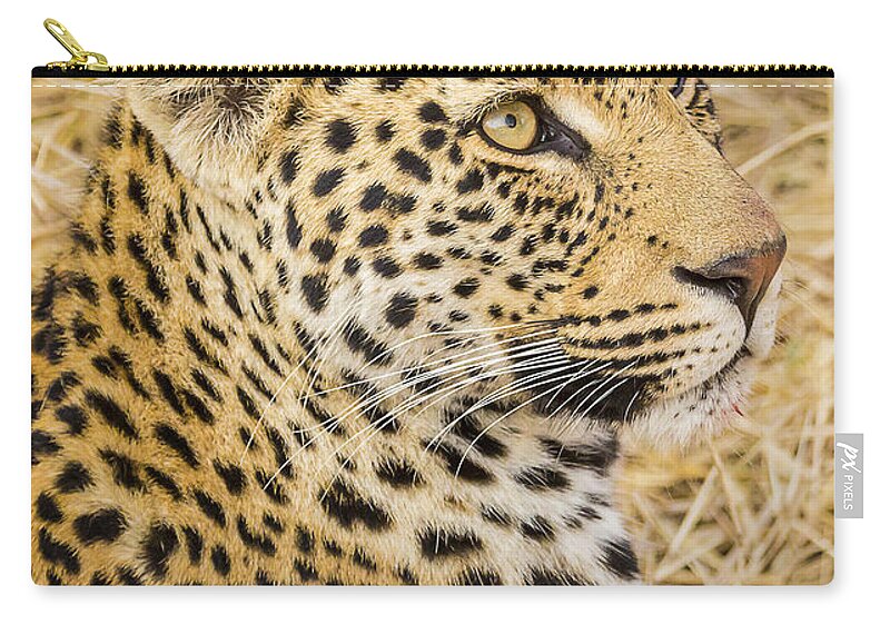 Panthera Pardus Zip Pouch featuring the photograph Young Male Leopard Cub #1 by Fred J Lord