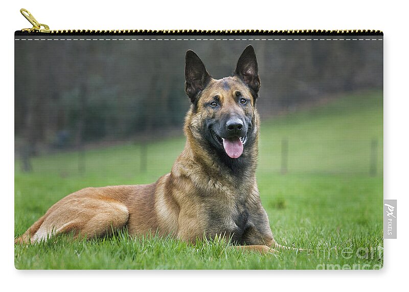 Belgian Shepherd Dog Zip Pouch featuring the photograph 101130p018 by Arterra Picture Library