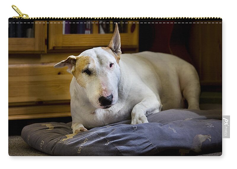 Bull Terrier Zip Pouch featuring the photograph 101130p063 by Arterra Picture Library