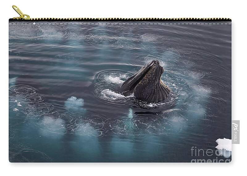 Humpback Whale Zip Pouch featuring the photograph 111130p126 by Arterra Picture Library