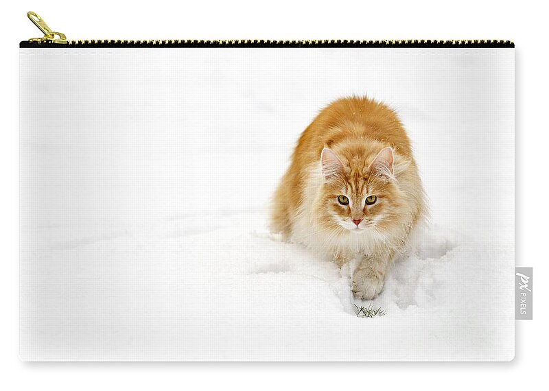 Norwegian Forest Cat Zip Pouch featuring the photograph 111230p310 by Arterra Picture Library
