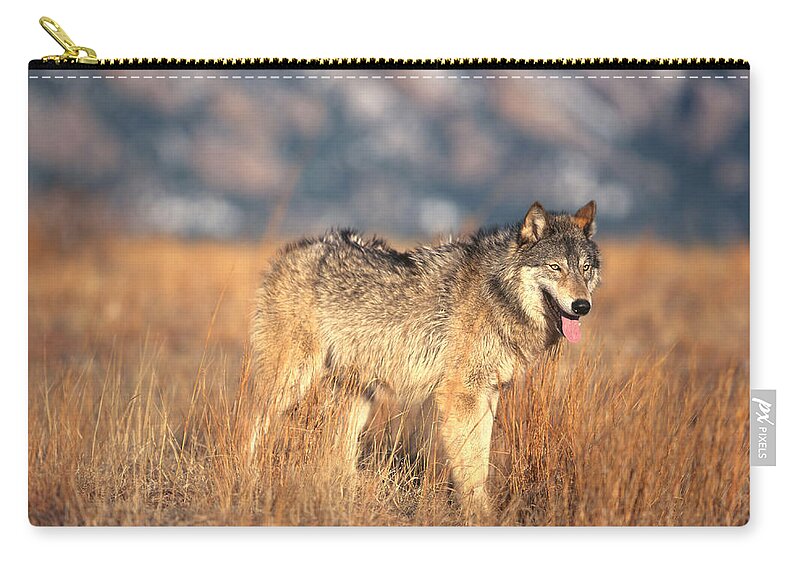 Gray Wolf Zip Pouch featuring the photograph Timber Wolf #12 by Hans Reinhard