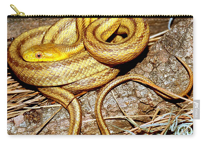 Yellow Rat Snake Zip Pouch featuring the photograph Yellow Rat Snake #12 by Millard H. Sharp