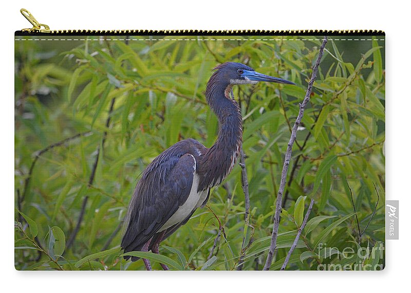 Tri-colored Heron Zip Pouch featuring the photograph 13- Tri-Colored Heron by Joseph Keane