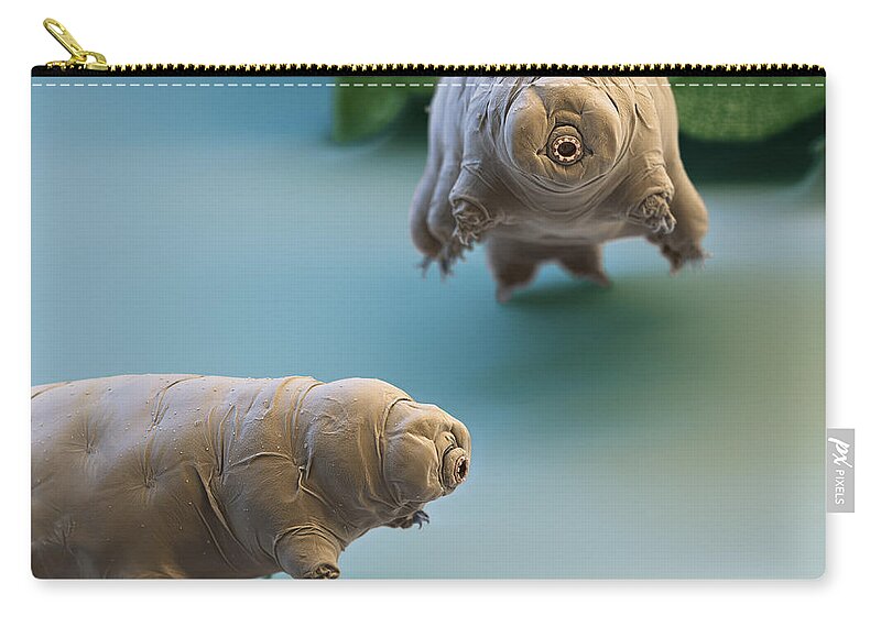 Paramacrobiotus Fairbanki Carry-all Pouch featuring the photograph Water Bear by Eye of Science and Science Source