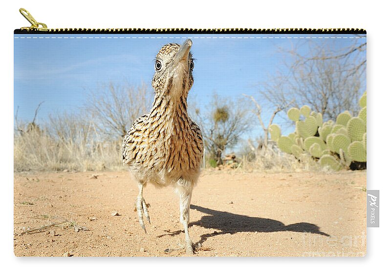 Greater Roadrunner Zip Pouch featuring the photograph Greater Roadrunner #14 by Scott Linstead