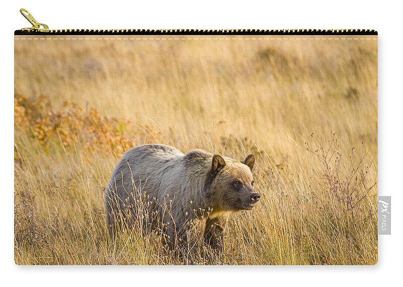 Glacier National Park Zip Pouch featuring the photograph Grizzly Bear 1 - 140917A-295 by Albert Seger