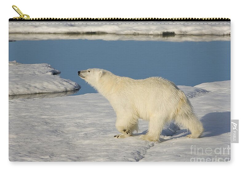Polar Bear Zip Pouch featuring the photograph Polar Bear Walking On Ice #15 by John Shaw