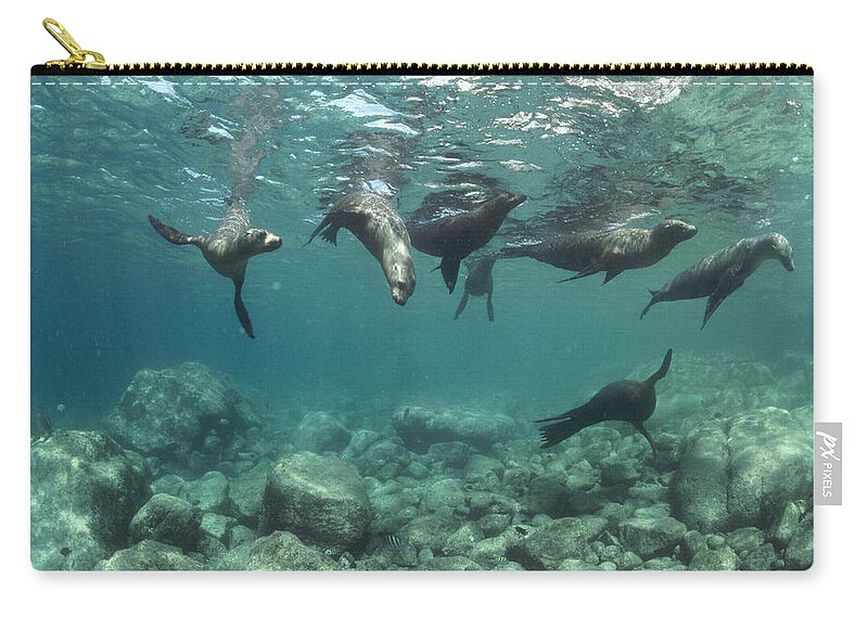  00082149 Zip Pouch featuring the photograph Playful Sealions in Baja by Flip Nicklin