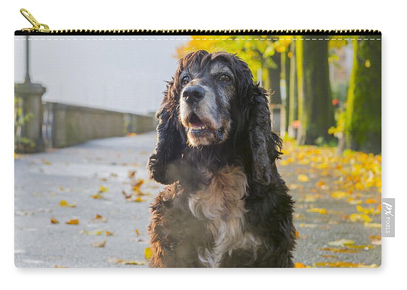 Dog Zip Pouch featuring the photograph Dog #19 by Mats Silvan
