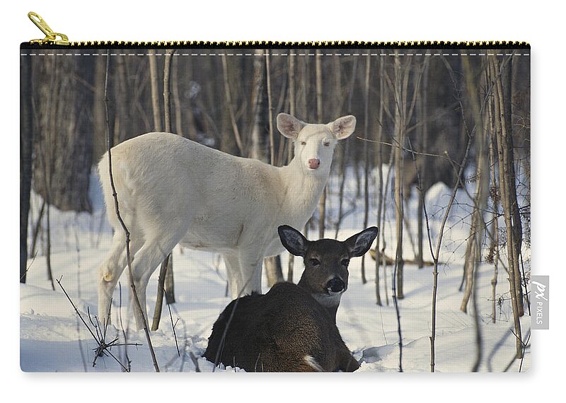 Nature Zip Pouch featuring the photograph Albino And Normal White-tailed Deer #2 by Thomas & Pat Leeson