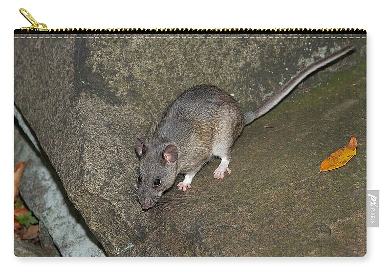 Allegheny Woodrat Zip Pouch featuring the photograph Allegheny Woodrat Neotoma Magister #2 by David Kenny