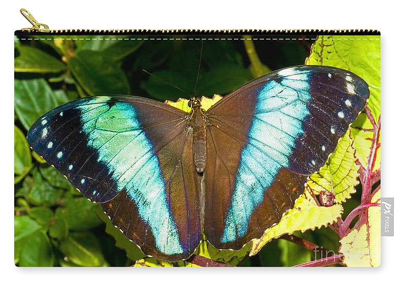 Animal Zip Pouch featuring the photograph Banded Morpho Butterfly #2 by Millard H. Sharp