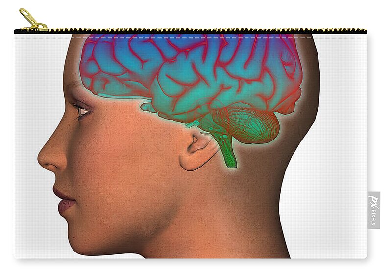 Attention Zip Pouch featuring the photograph Brain And Womans Head #4 by Scott Camazine