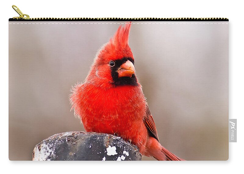 Wildlife Zip Pouch featuring the photograph Cardinal by Robert Frederick
