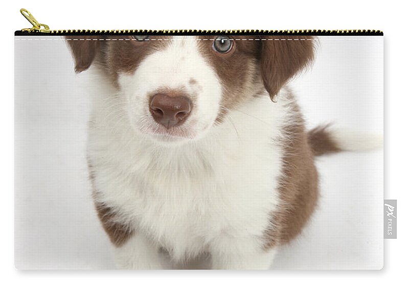 Nature Zip Pouch featuring the photograph Chocolate Border Collie Puppy #2 by Mark Taylor