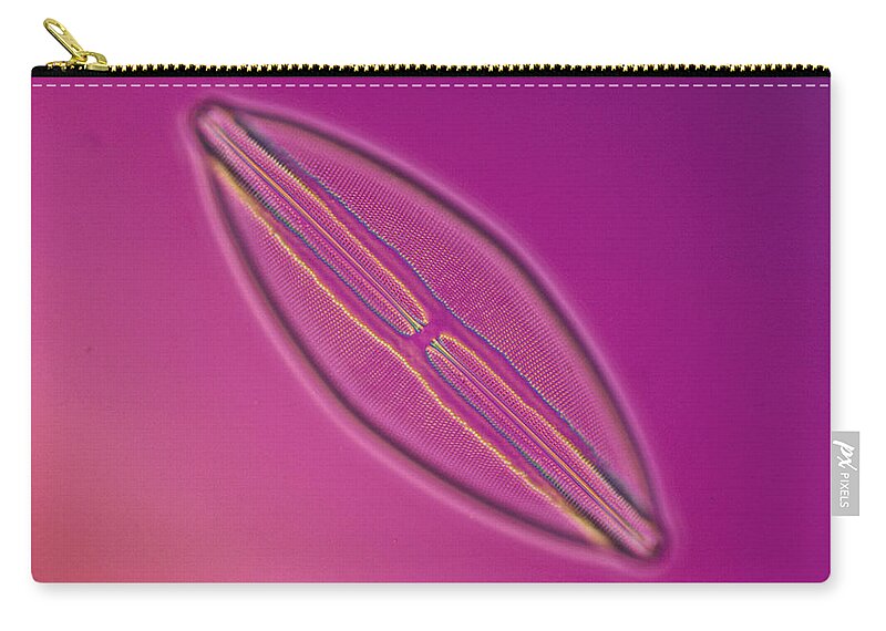 Algae Zip Pouch featuring the photograph Diatom - Navicula Lyra #2 by Michael Abbey