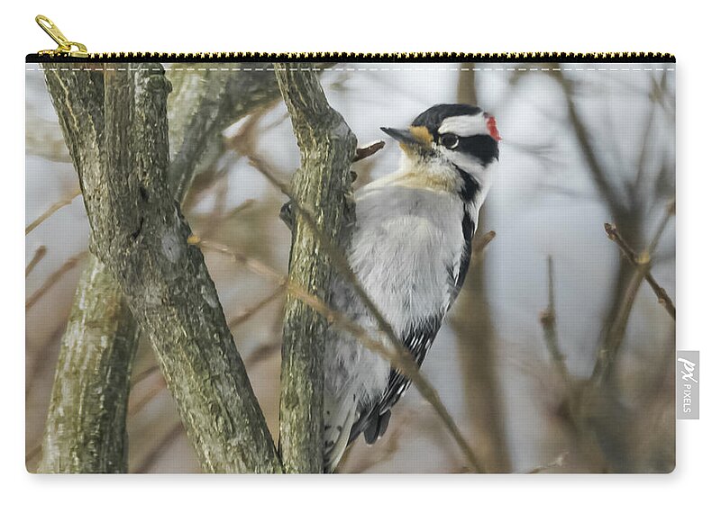 Woodpecker Zip Pouch featuring the photograph Downy Woodpecker by Holden The Moment
