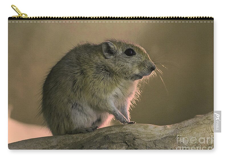Fat Sand Rat Zip Pouch featuring the photograph Fat sand rat Psammomys obesus #2 by Eyal Bartov
