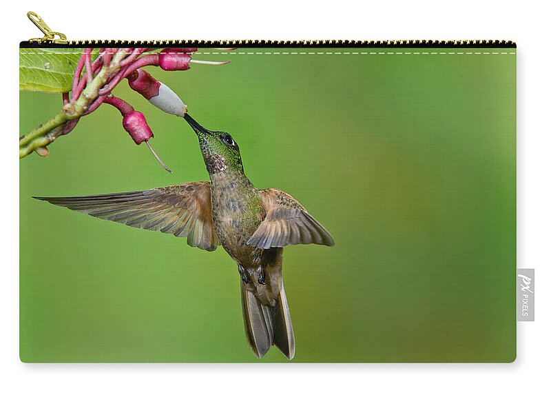 American Fauna Zip Pouch featuring the photograph Fawn-breasted Brilliant Hummingbird #2 by Anthony Mercieca