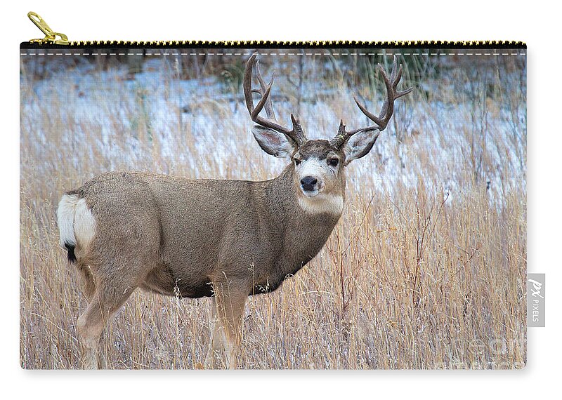 Large Deer Zip Pouch featuring the photograph Five by Five #2 by Jim Garrison