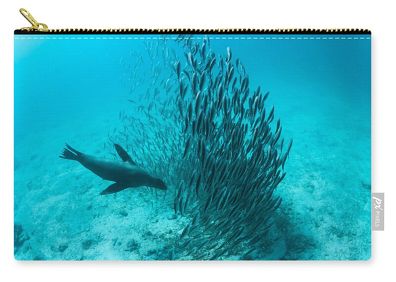 Tui De Roy Zip Pouch featuring the photograph Galapagos Sea Lion Hunting Fish Rabida #2 by Tui De Roy