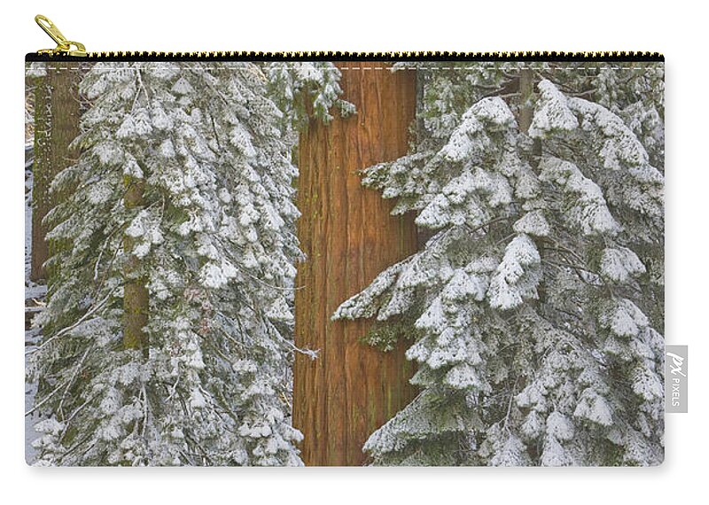 00431217 Zip Pouch featuring the photograph Giant Sequoias And Snow by Yva Momatiuk John Eastcott