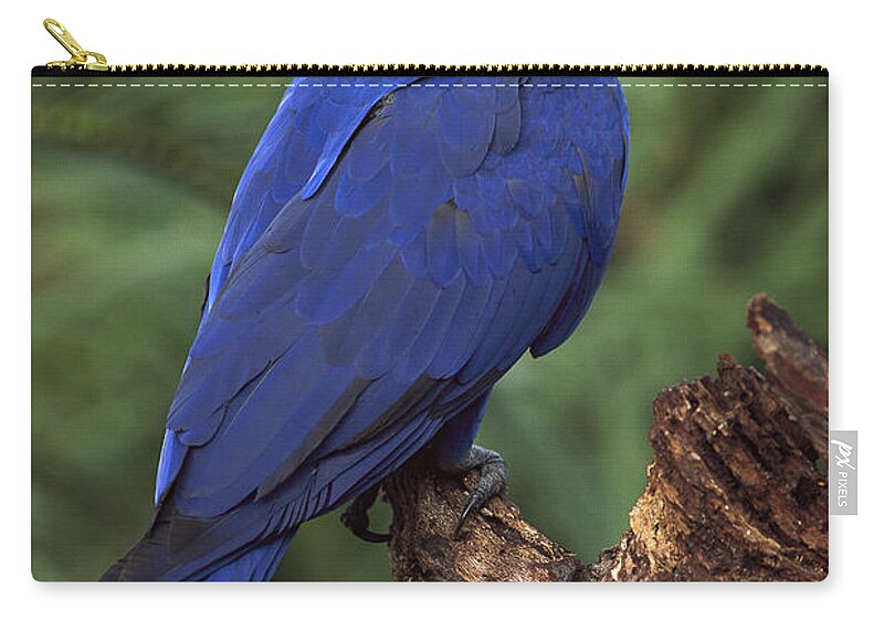 Feb0514 Zip Pouch featuring the photograph Hyacinth Macaw Brazil #2 by Pete Oxford
