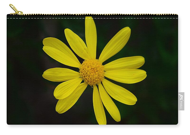 Daisy Zip Pouch featuring the photograph Isolated Daisy by Debra Martz