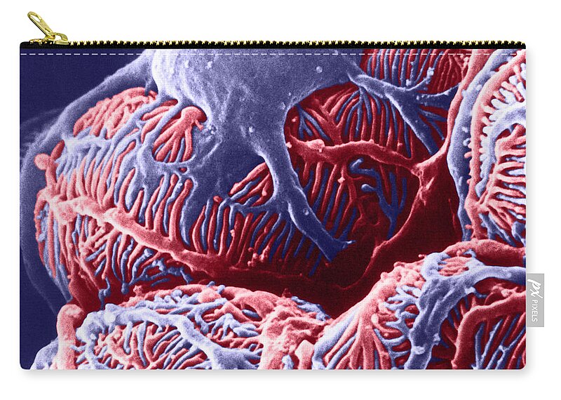 System Carry-all Pouch featuring the photograph Kidney Glomerulus, Sem by Don W Fawcett