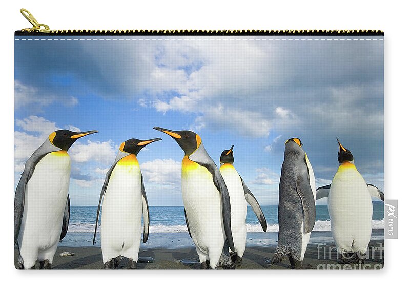 00345362 Carry-all Pouch featuring the photograph King Penguins in Gold Harbour by Yva Momatiuk John Eastcott