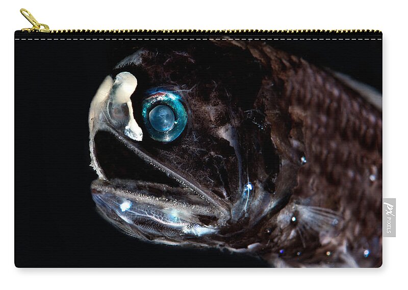 Myctophidae Zip Pouch featuring the photograph Lanternfish Diaphus Lucidus #2 by Dant Fenolio