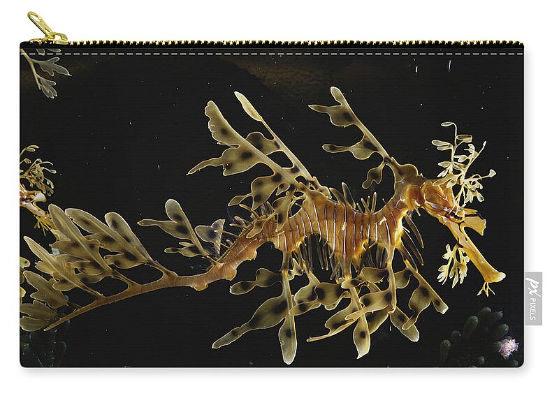 Actinopterygii Carry-all Pouch featuring the photograph Leafy Sea Dragon by Paul Zahl