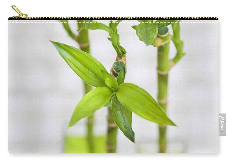 Bamboo Zip Pouch featuring the photograph Lucky bamboo by Alexey Stiop