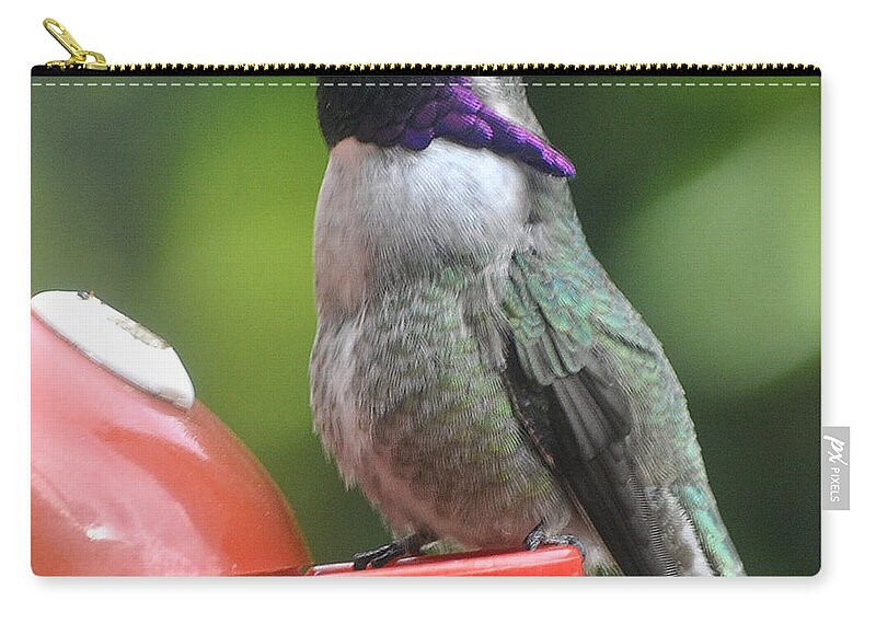 Hummingbirds Zip Pouch featuring the photograph Male Costa On Perch #2 by Jay Milo