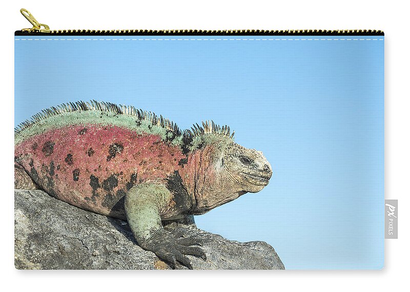 Tui De Roy Zip Pouch featuring the photograph Marine Iguana Male In Breeding Colors #3 by Tui De Roy