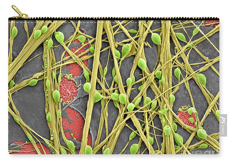 Science Zip Pouch featuring the photograph Neurons And Glial Cells, Sem #2 by Science Source