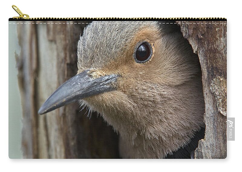 Michael Quinton Zip Pouch featuring the photograph Northern Flicker In Nest Cavity Alaska #2 by Michael Quinton
