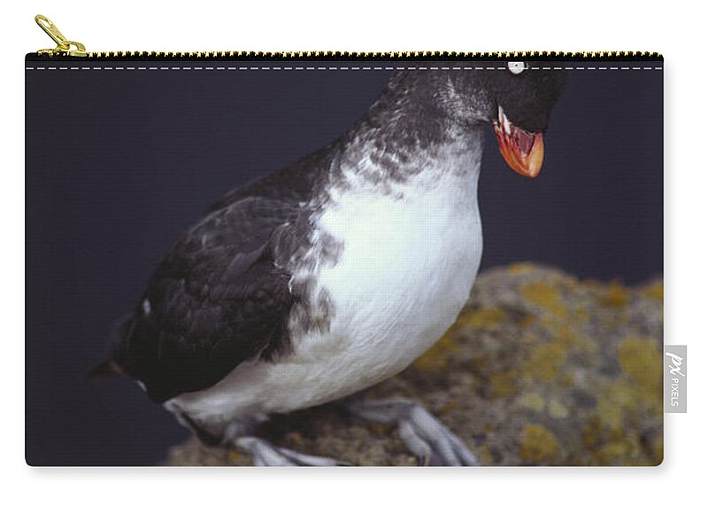 Outdoors Zip Pouch featuring the photograph Parakeet Auklet #2 by Art Wolfe