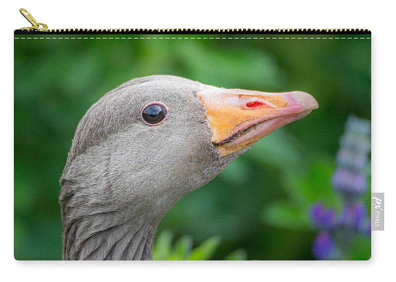 Photography Zip Pouch featuring the photograph Portrait Of Greylag Goose, Iceland #2 by Panoramic Images