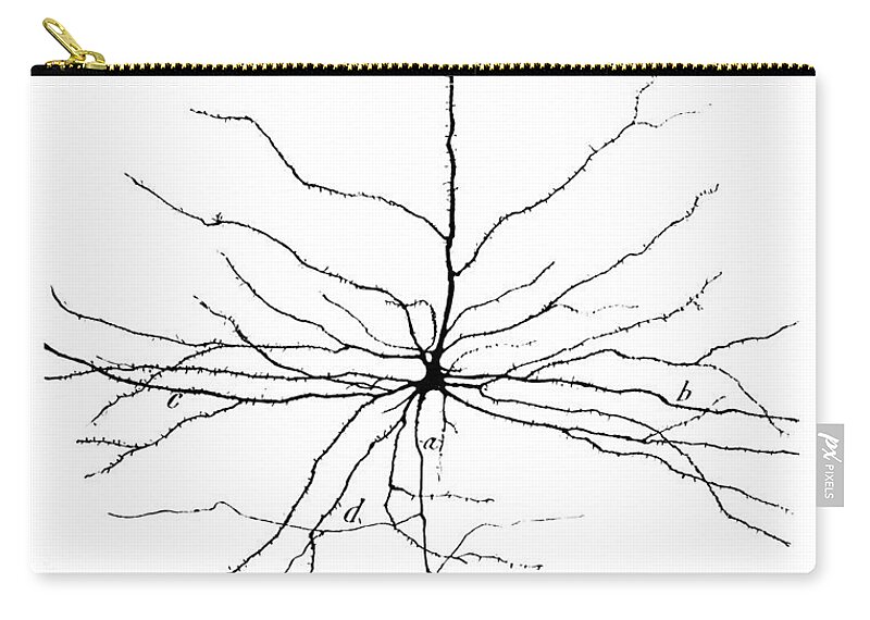 Pyramidal Cell Carry-all Pouch featuring the photograph Pyramidal Cell In Cerebral Cortex, Cajal by Science Source