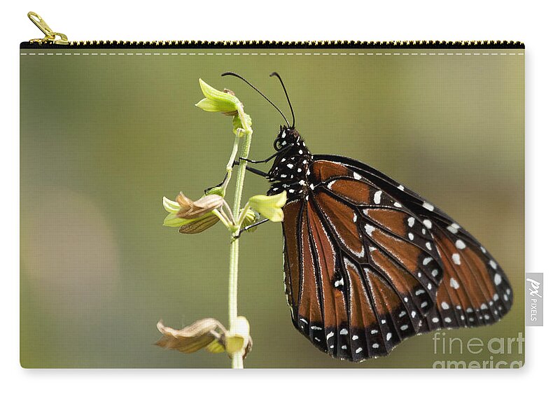 Queen Butterfly Zip Pouch featuring the photograph Queen Butterfly #1 by Meg Rousher