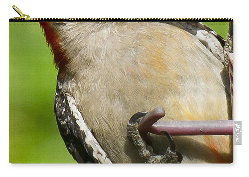 Red Bellied Woodpecker Zip Pouch featuring the photograph Red Bellied Woodpecker #2 by Robert L Jackson