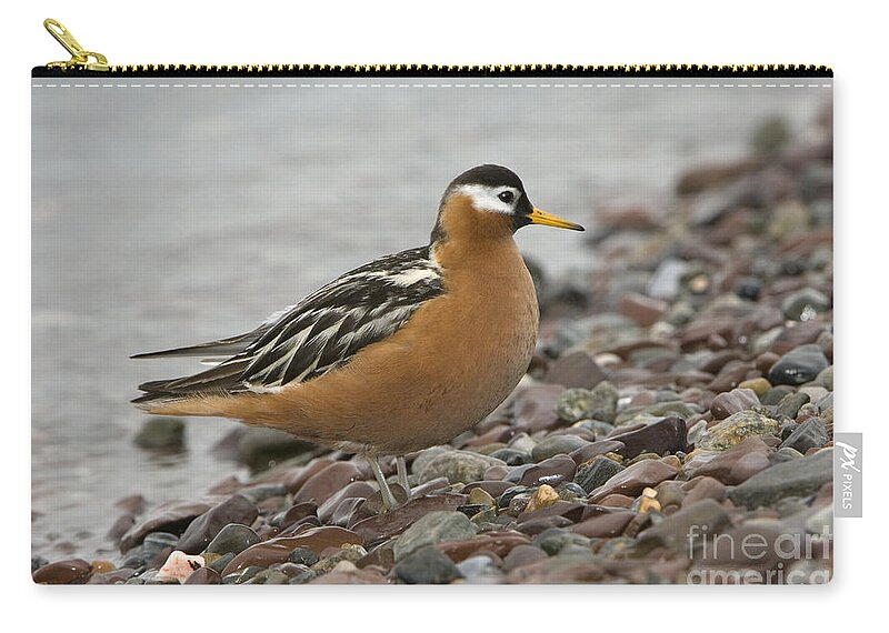 Red Phalarope Zip Pouch featuring the photograph Red Phalarope #2 by John Shaw